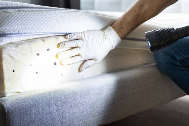 Best Exterminator Services  in Lemoore, CA