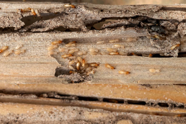 Best Rodent Control Near Me  in Lemoore, CA